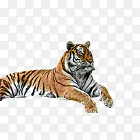 老虎 野生动物 孟加拉虎