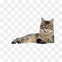 猫 小型至中型猫 欧洲短毛