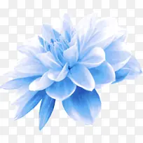 蓝色 花瓣 白色