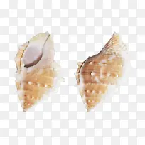 耳环 海螺 菜肴