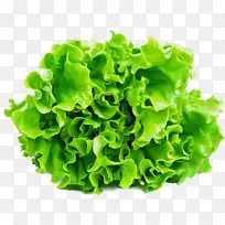 采购产品绿色 生菜 叶蔬菜