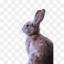 兔子 兔子和野兔 山棉尾巴
