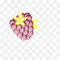 葡萄 水果 葡萄科