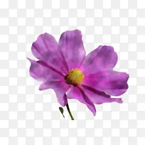 花 花瓣 紫色