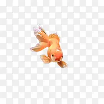 金鱼 橙子 鱼