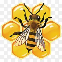 蜜蜂 昆虫 黄色