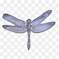 昆虫 蜻蜓 翅膀