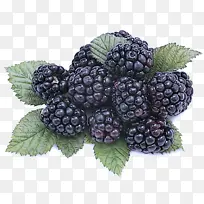 黑莓 浆果 植物
