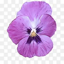 花 紫罗兰 花瓣