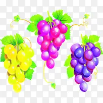 葡萄 无籽水果 天然食品