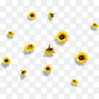 黄色 花 向日葵