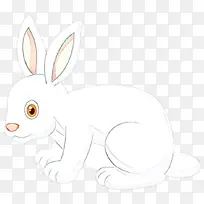 兔子 白色 兔子和兔子