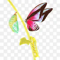 粉色 昆虫 蝴蝶