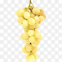 葡萄 无核水果 葡萄科