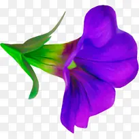 紫色 花瓣 花