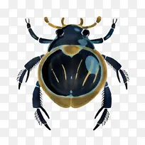 昆虫 害虫 甲虫
