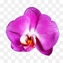 花 花瓣 紫罗兰
