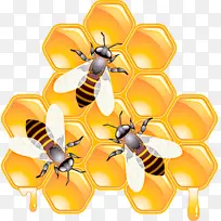 蜜蜂 昆虫 真蝇科