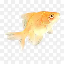 鱼 金鱼 鳍