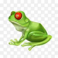青蛙 树蛙 绿色