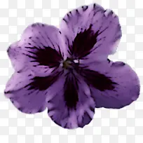 紫罗兰 花瓣 花