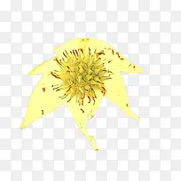 猫 胡须 中小型猫