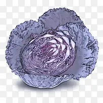 采购产品卷心菜 紫色 野生卷心菜