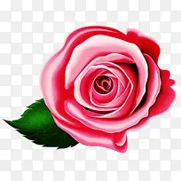 玫瑰 花园玫瑰 粉色