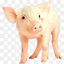 猪科 动物形象 口鼻