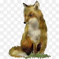 红狐 狐狸 野生动物