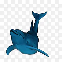 宽吻海豚 鲨鱼 海豚