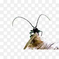 昆虫 长角甲虫 甲虫