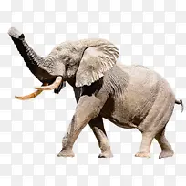 大象 动物形象 印度大象