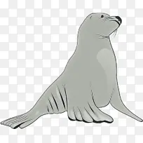 海豹 加利福尼亚海狮 毛皮海豹