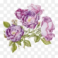 花 玫瑰 紫罗兰