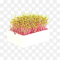 粉红色 植物 花