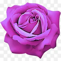 花园玫瑰 粉色 紫色