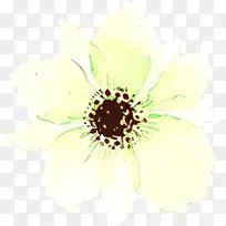 白色 花 花瓣