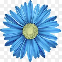 蓝色 非洲菊 花朵
