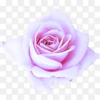 玫瑰 花园玫瑰 粉色