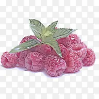 粉色 花 植物