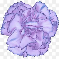 紫罗兰 紫色 粉色