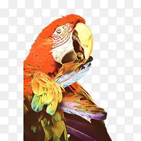金刚鹦鹉鸟橙喙鹦鹉鹦鹉鹦鹉野生动物羽毛翅膀