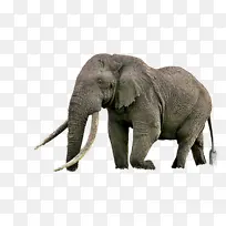 大象 印度大象 非洲大象