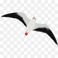鸟 海鸥 喙