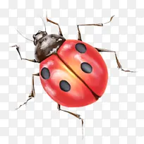 昆虫 红虫子 甲虫