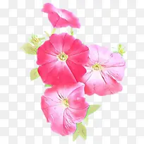 花 花瓣 粉色