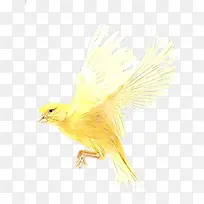 鸟 黄色 喙