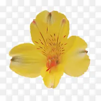花 花瓣 黄色