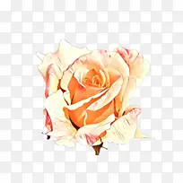花园玫瑰 橙色 白色